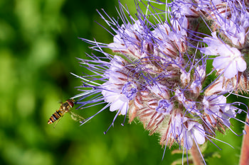 Hover Fly purple plant This is a macro photograph taken in the early morning during the summer season, showing a hover fly approaching or landing on a purple-flowered plant. The main subject of the image is the interaction between insects and plants, specifically focusing on the hover fly and the detailed structure of the flowers. The composition highlights the intricate textures and colors of the flowers, demonstrating the relationship between insects and plants through pollination. The photograph is rich in natural green background, further emphasizing the summer growth of plants and the presence of insects among the flowers.